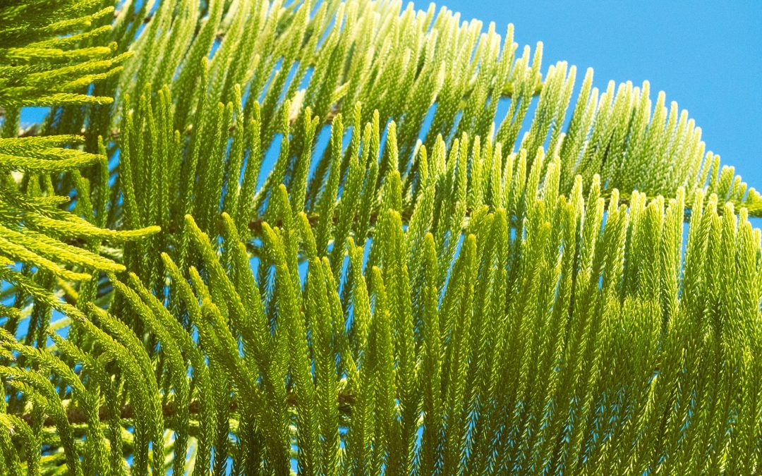 How to calculate your carbon footprint